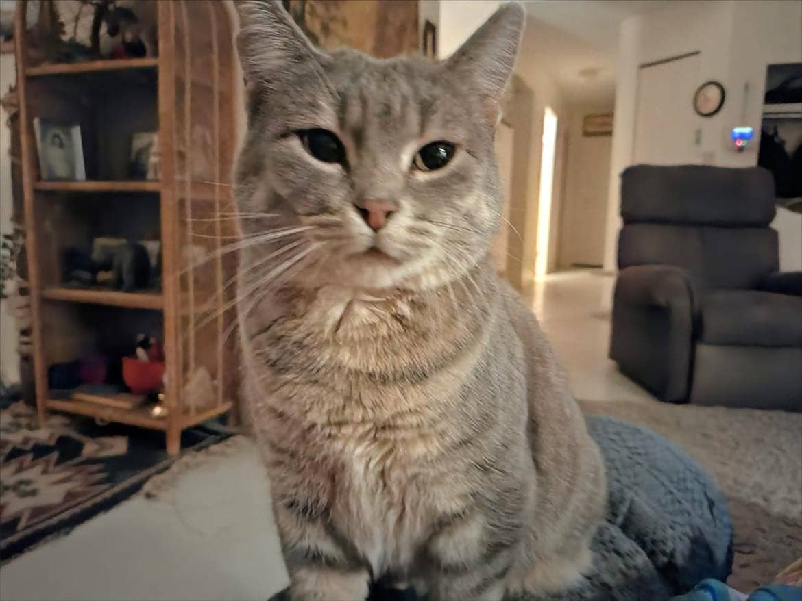 Lilly - Domestic Short Hair cat available for adoption at Steinbach and Area Animal Rescue in Steinbach