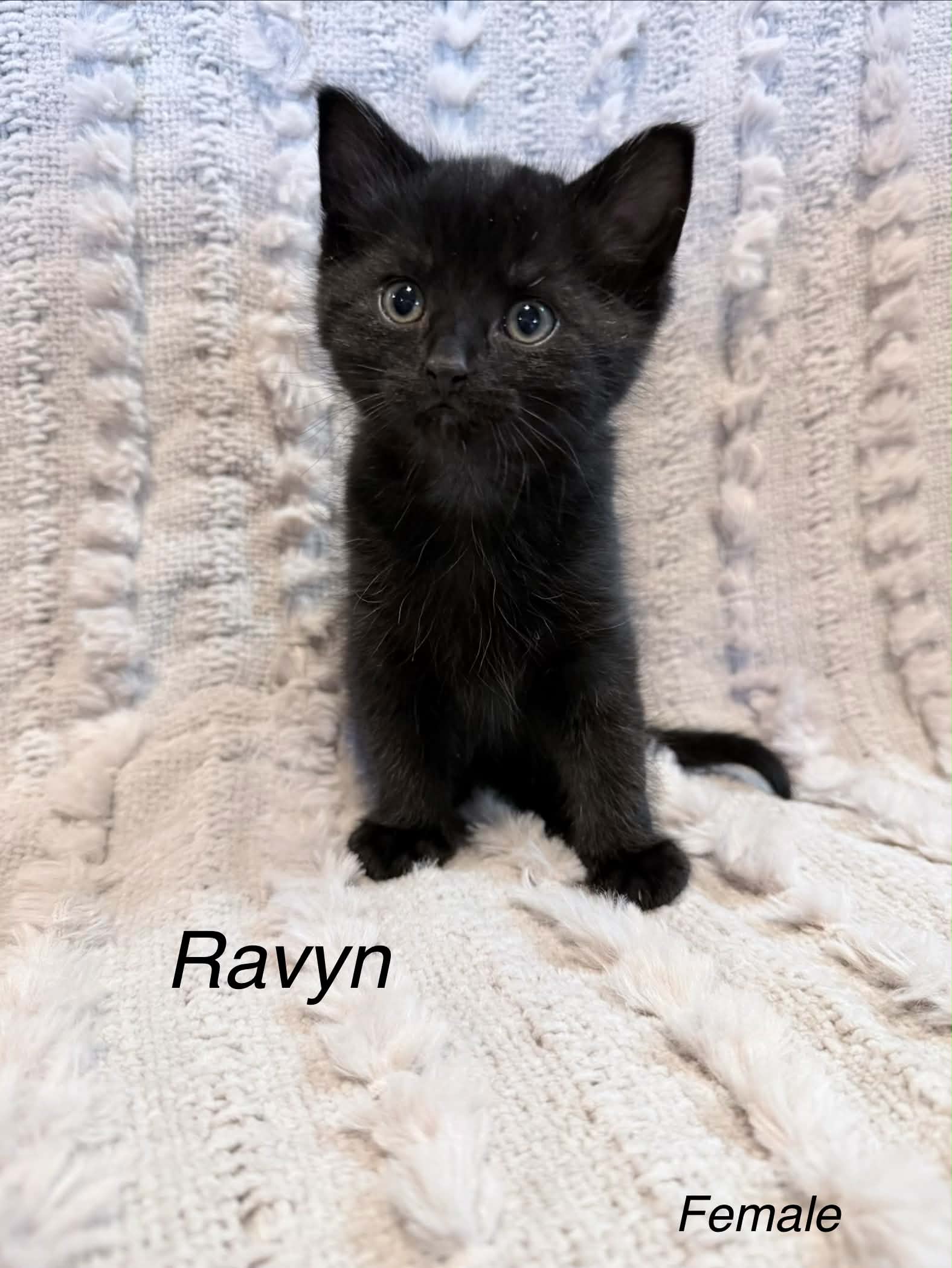 Ravyn - Domestic Short Hair cat available for adoption at Steinbach and Area Animal Rescue in Steinbach