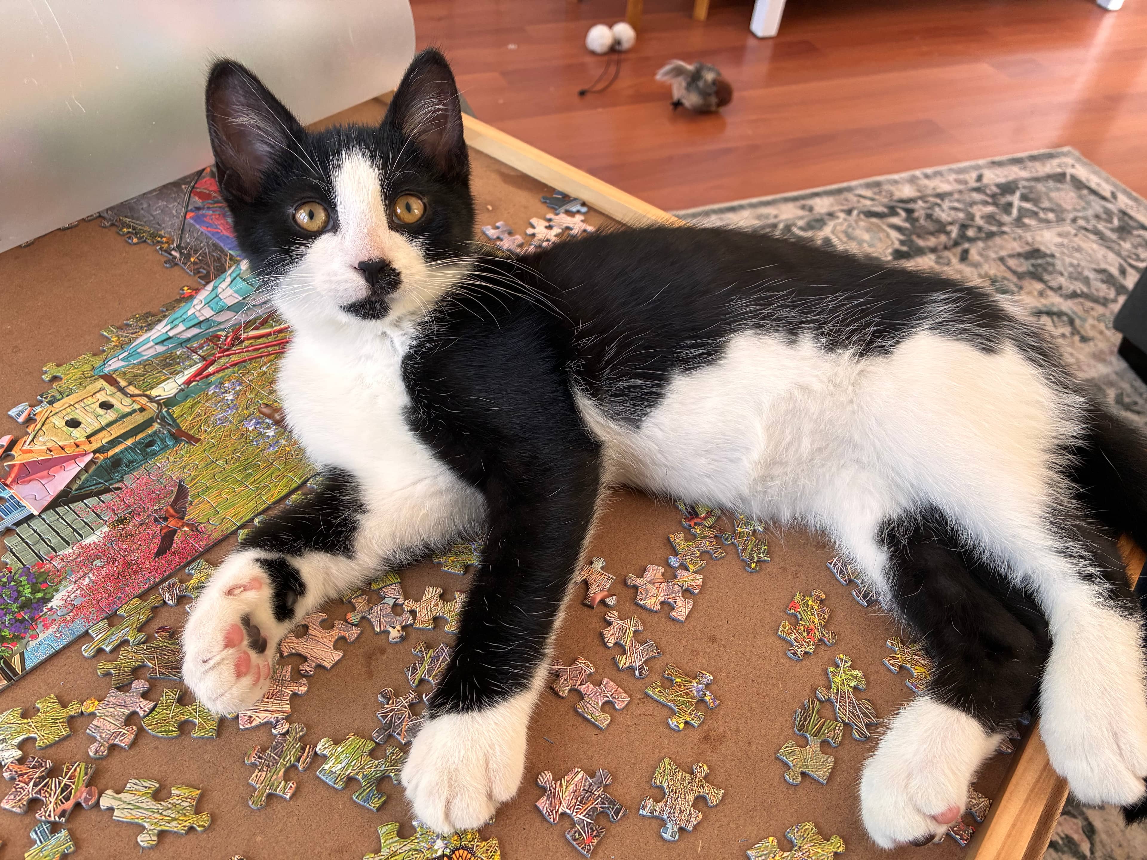 Forrest - Domestic Short Hair available for adoption