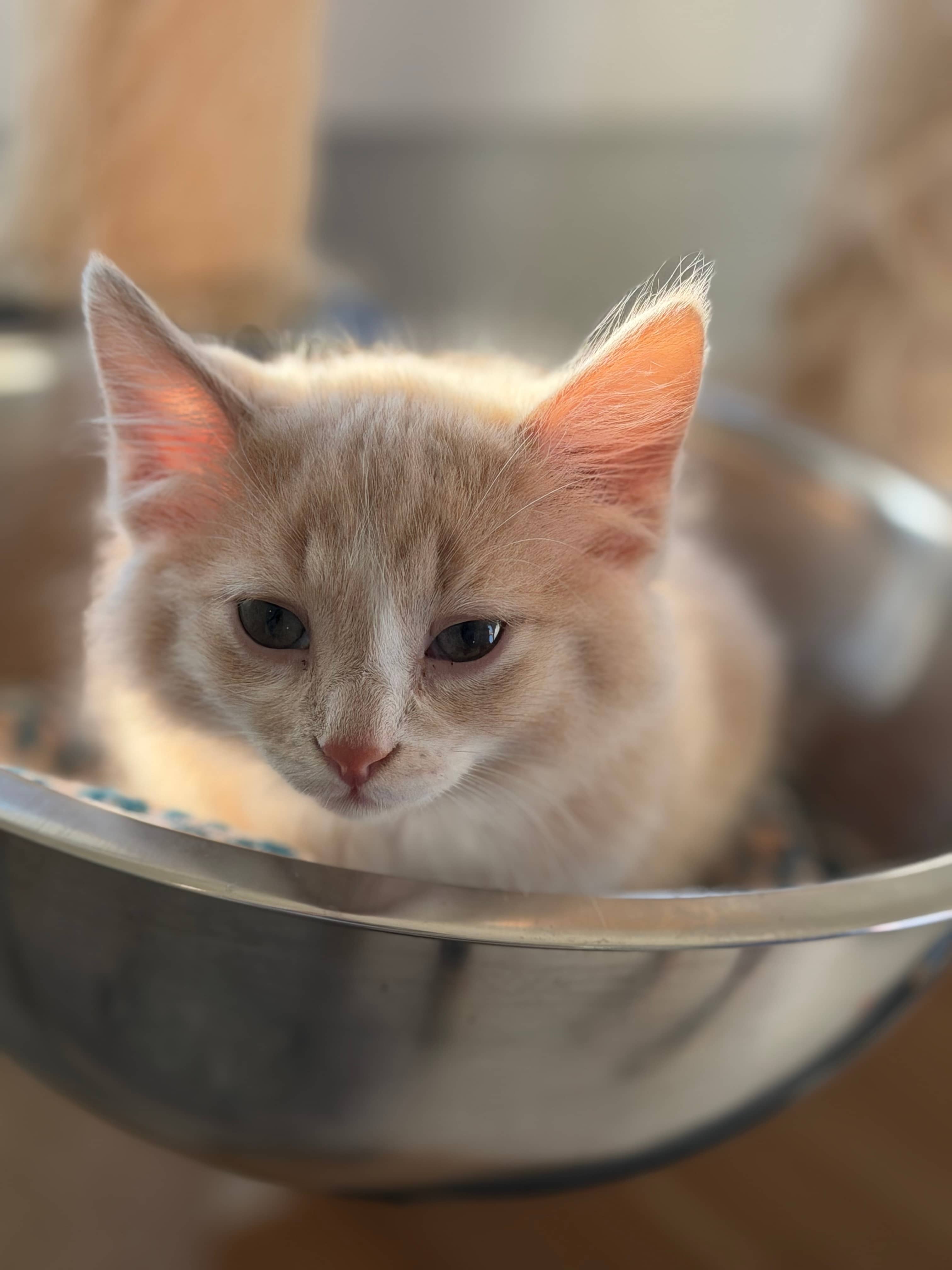 Pistachio - Domestic Short Hair available for adoption