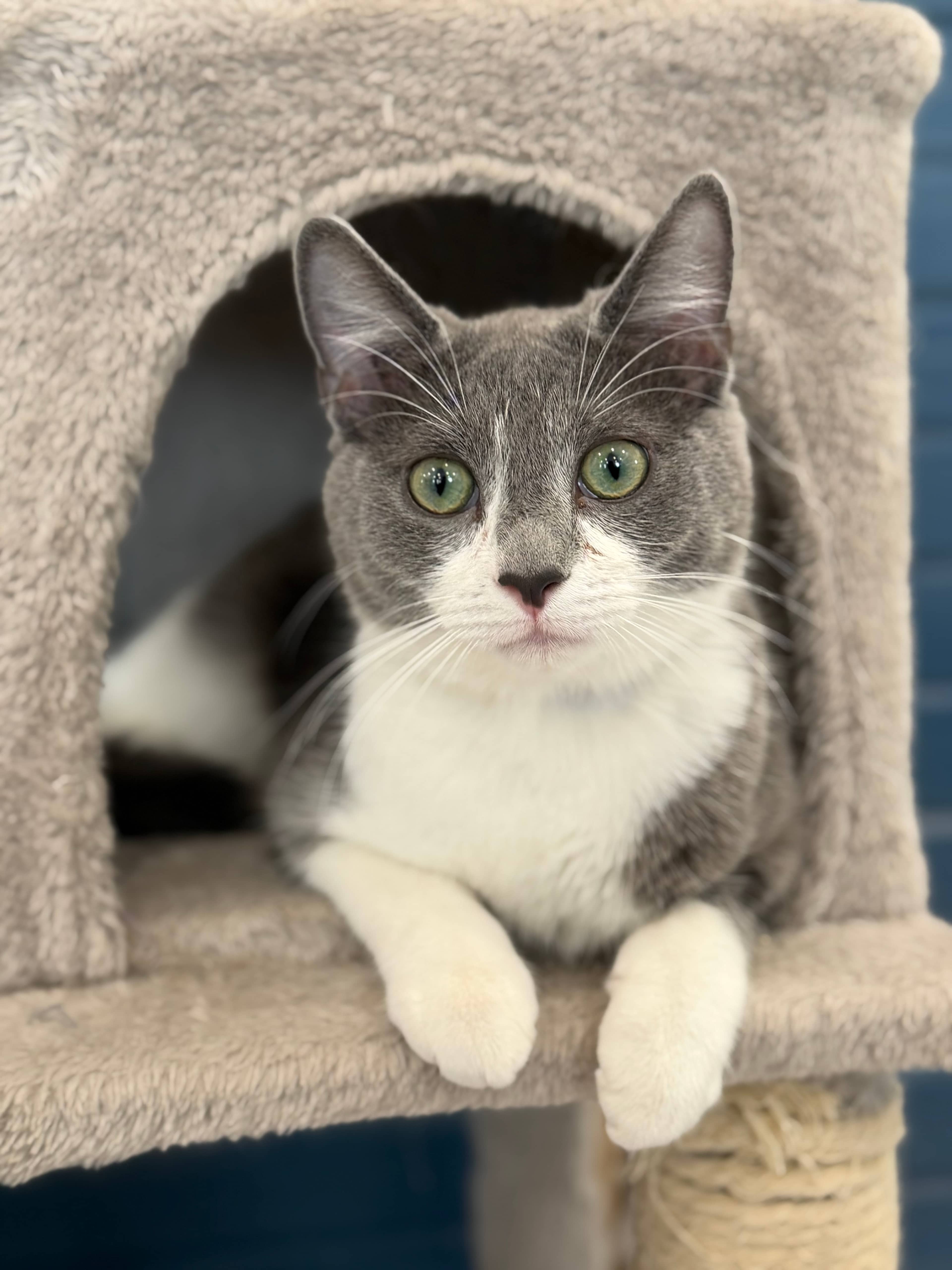 Craig - Domestic Short Hair available for adoption