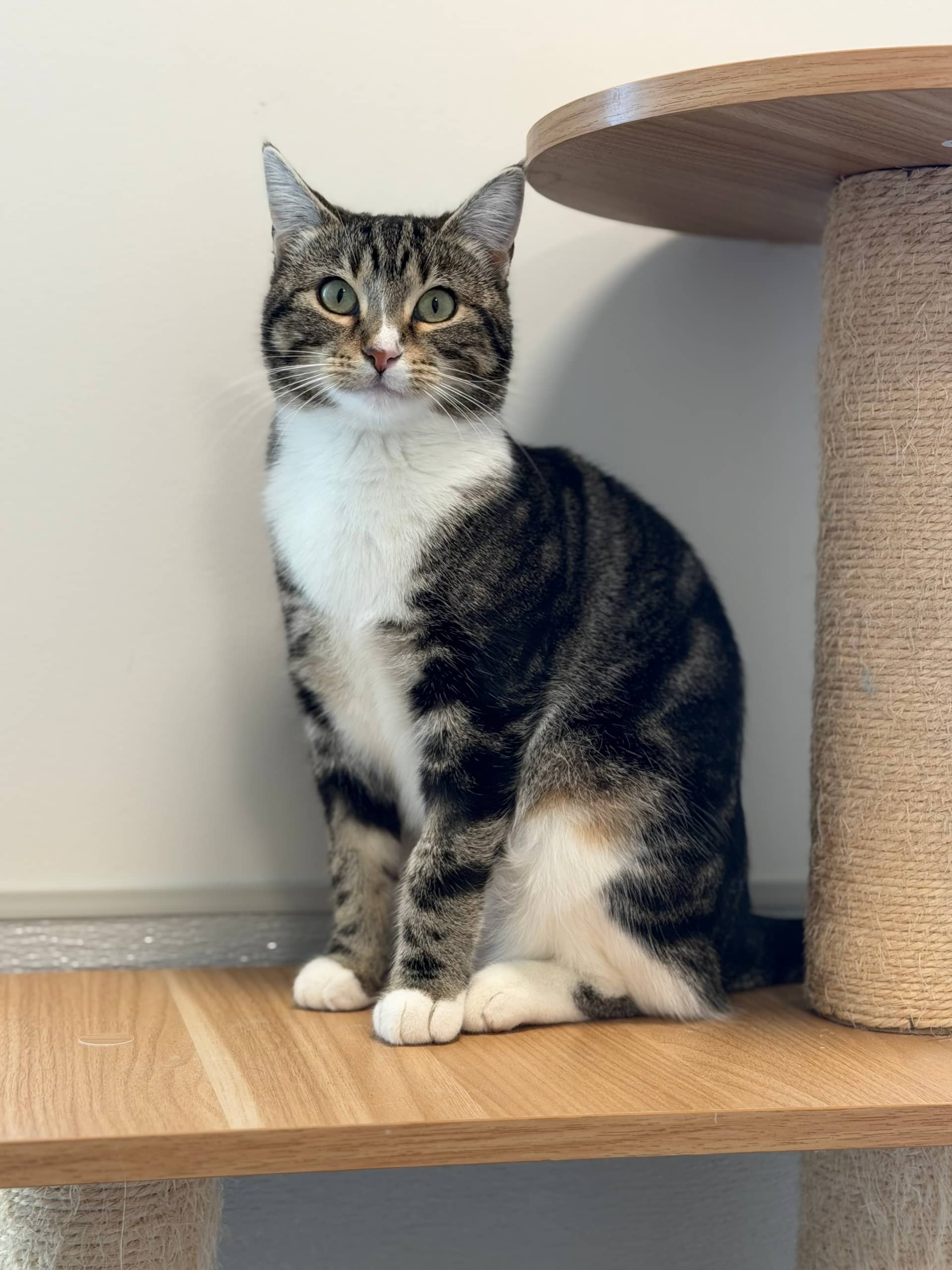 Posey - Domestic Short Hair available for adoption