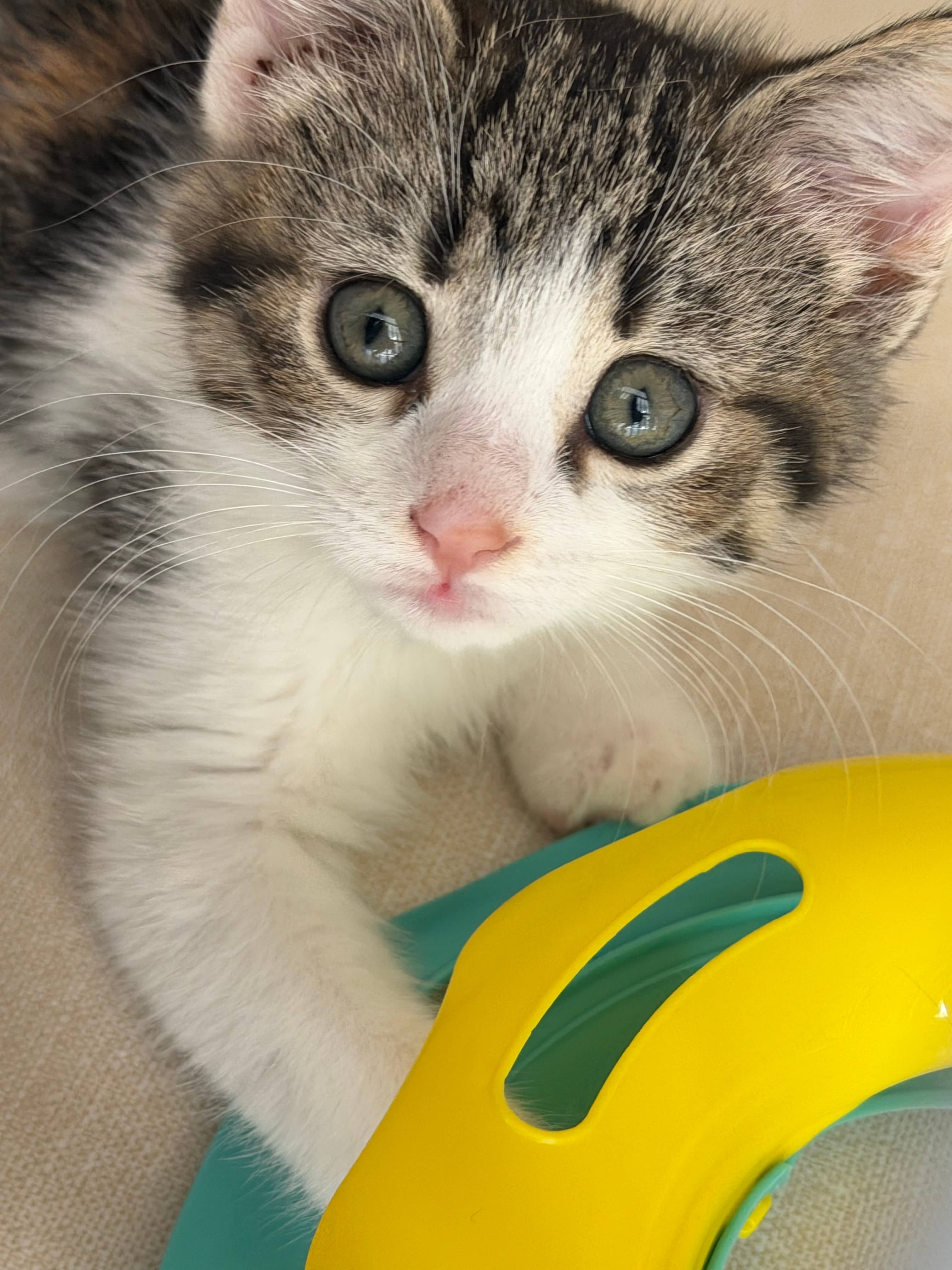 Jolene - Domestic Short Hair cat available for adoption at Steinbach and Area Animal Rescue in Steinbach