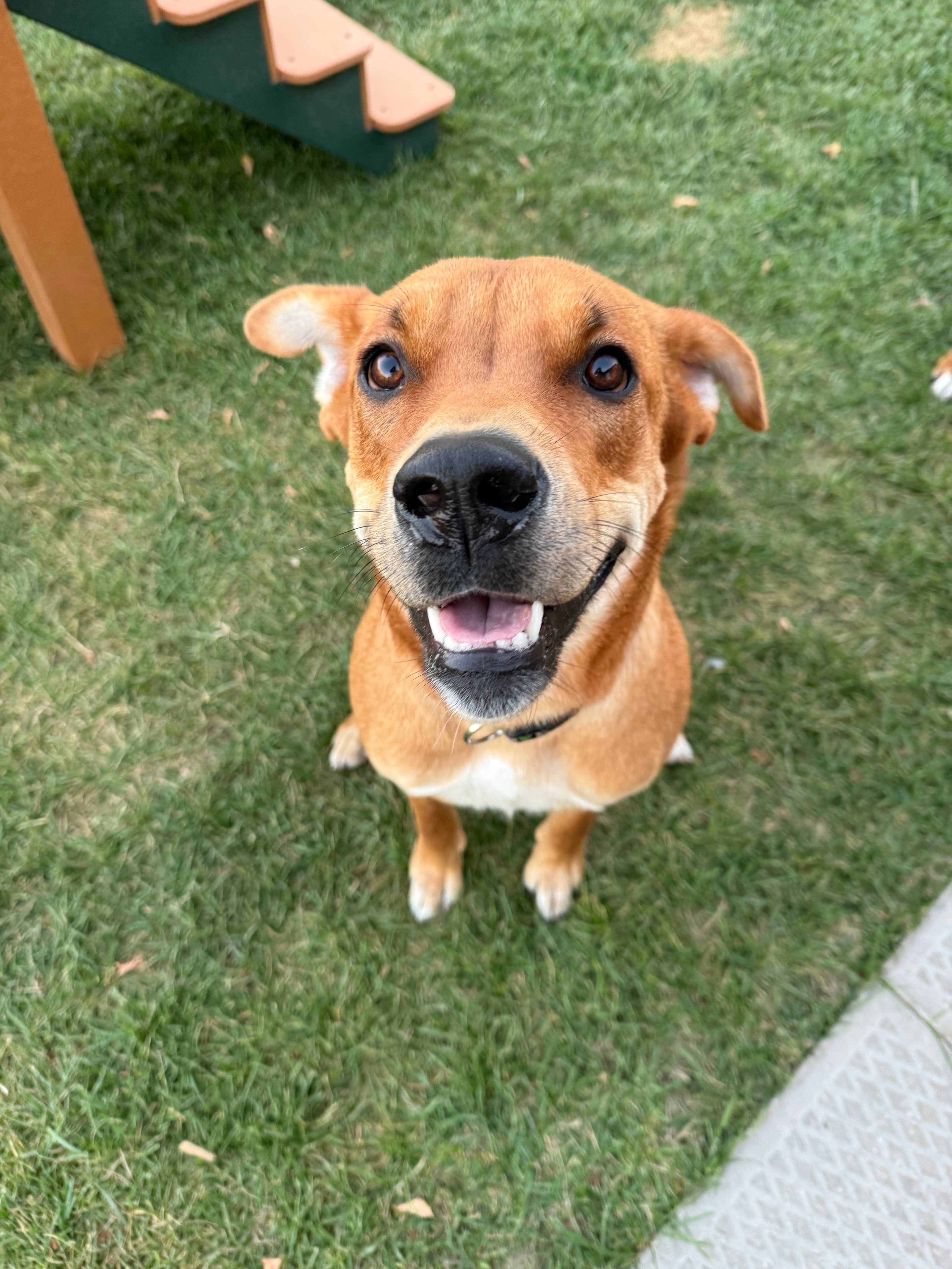 Seven - German Shepherd Dog / Labrador Retriever available for adoption