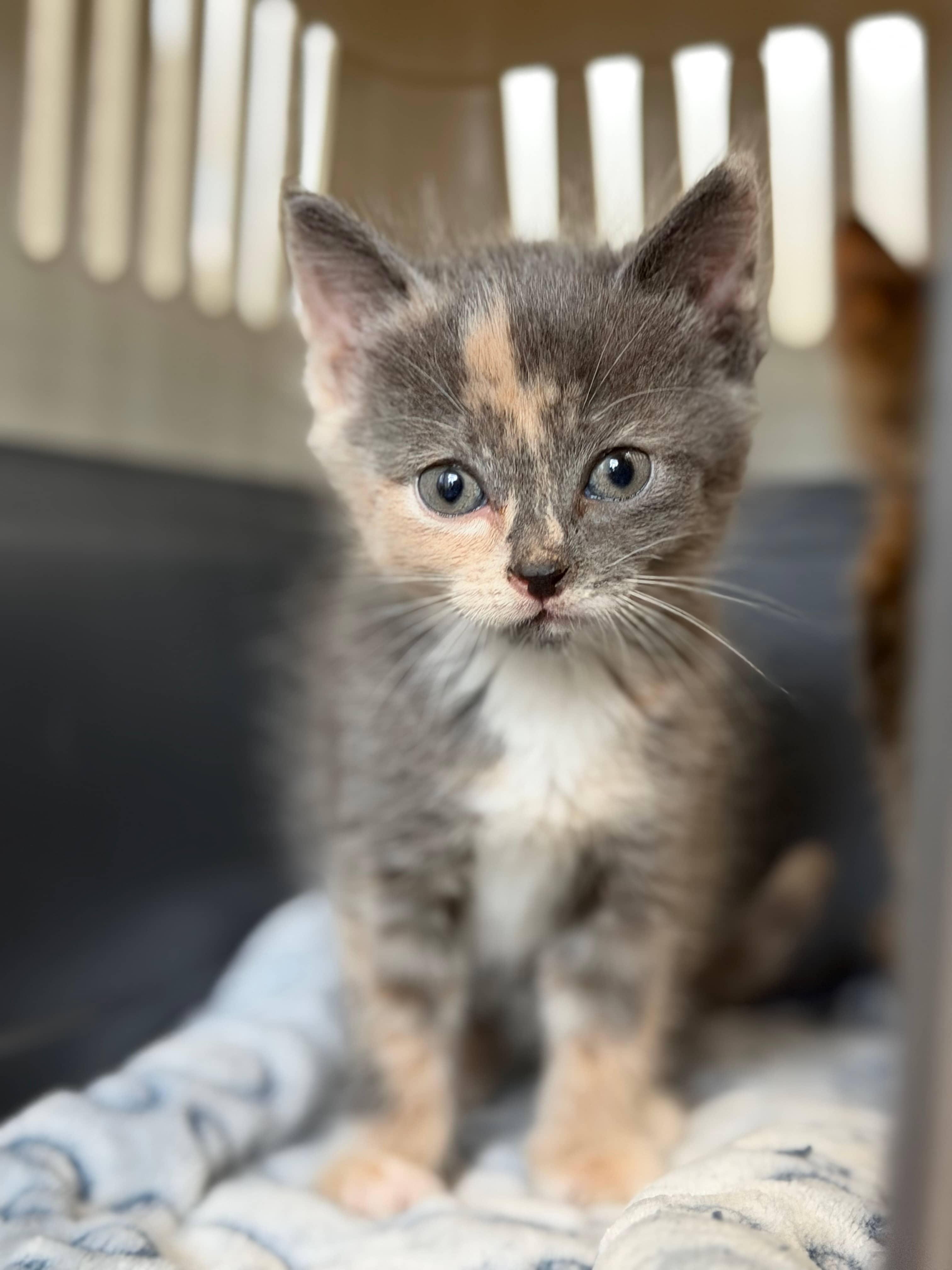 London Fog - Domestic Short Hair available for adoption