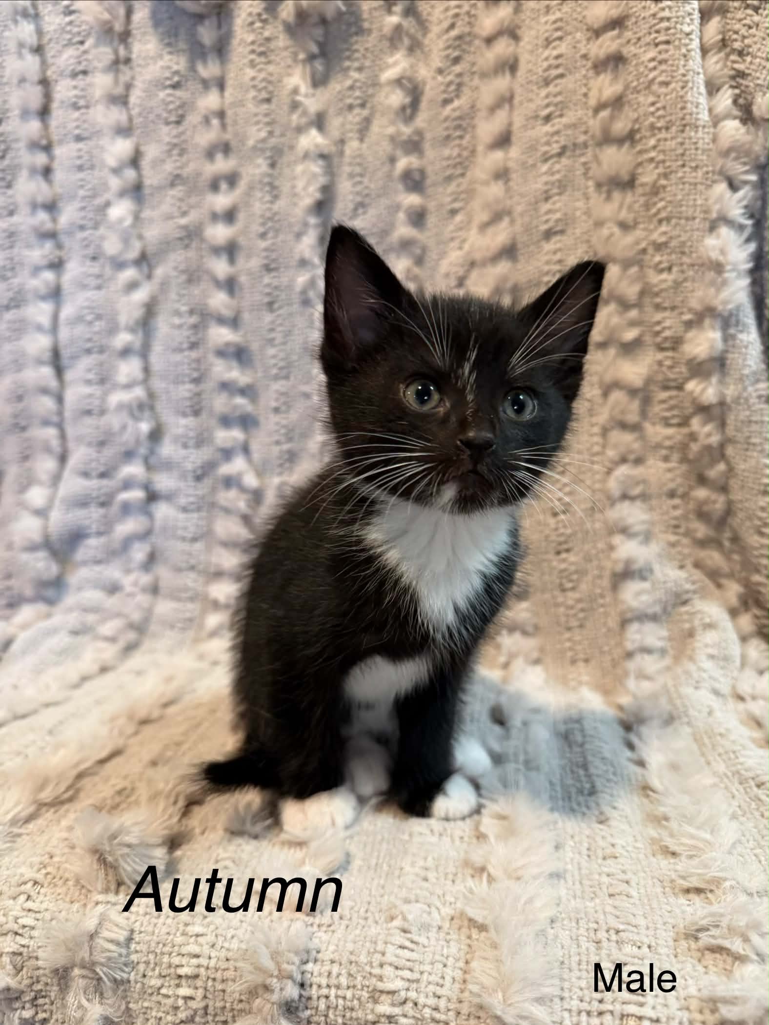 Autumn - Domestic Short Hair cat available for adoption at Steinbach and Area Animal Rescue in Steinbach