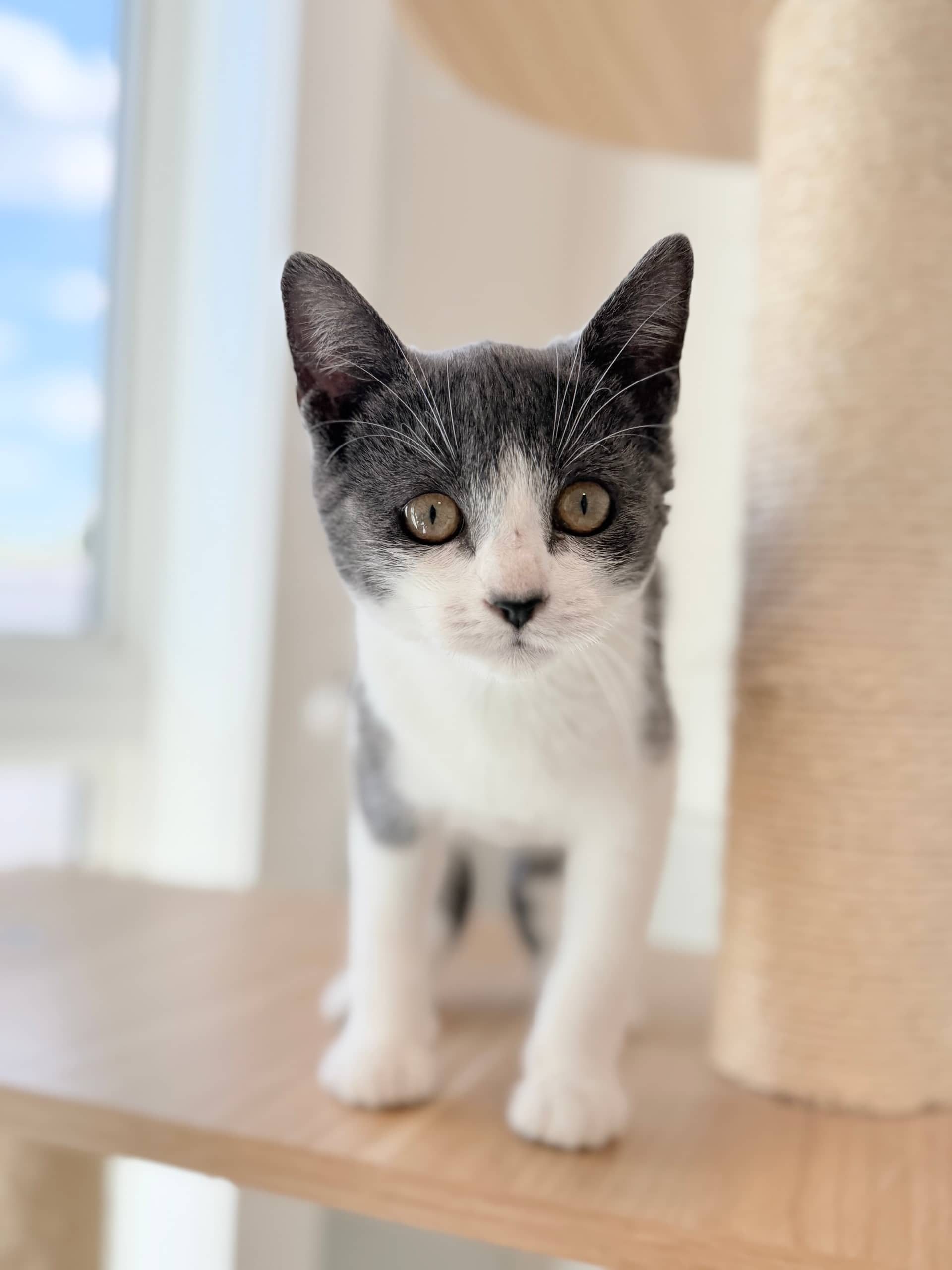Scout - Domestic Short Hair available for adoption