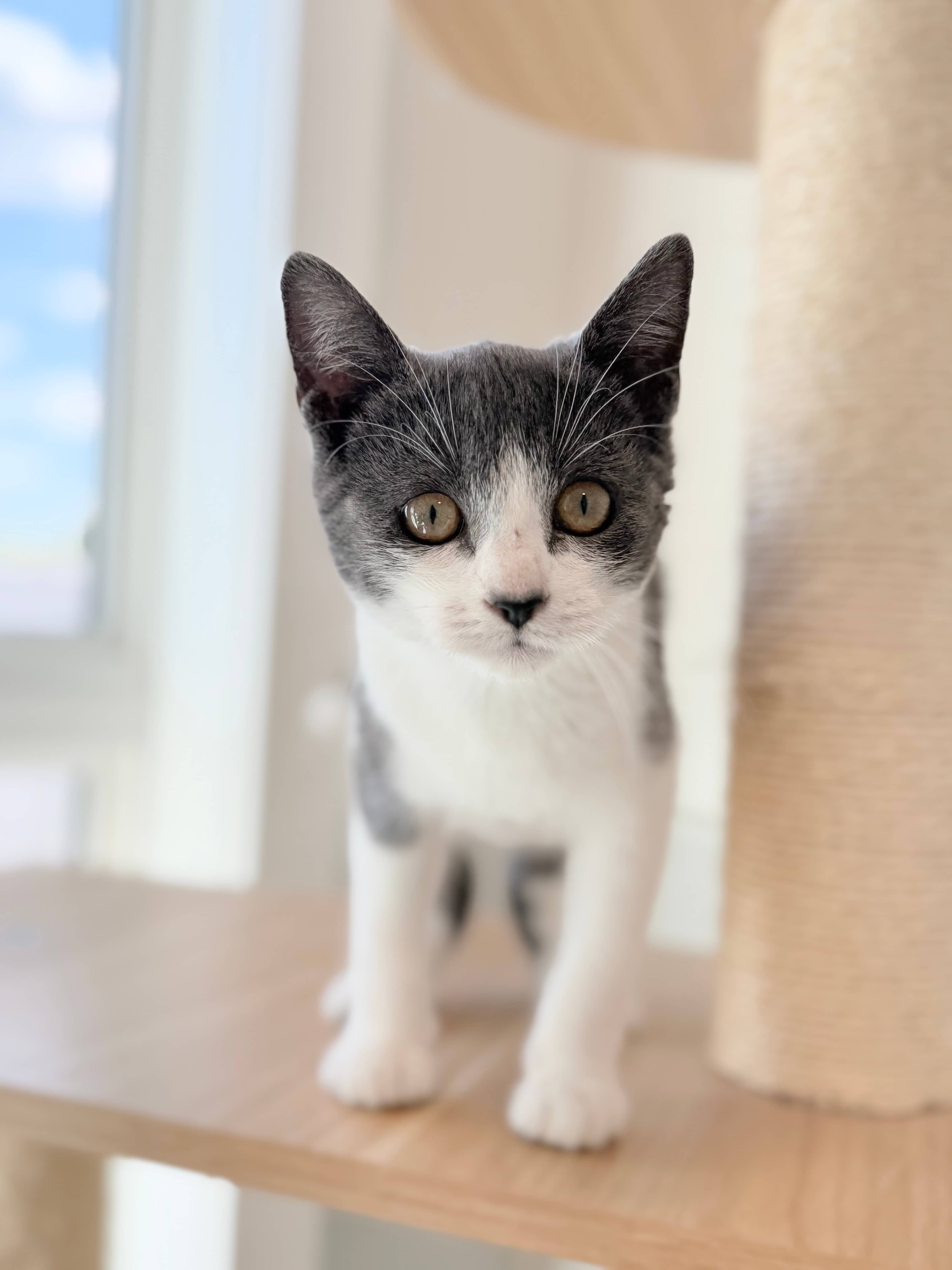 Scout - Domestic Short Hair available for adoption