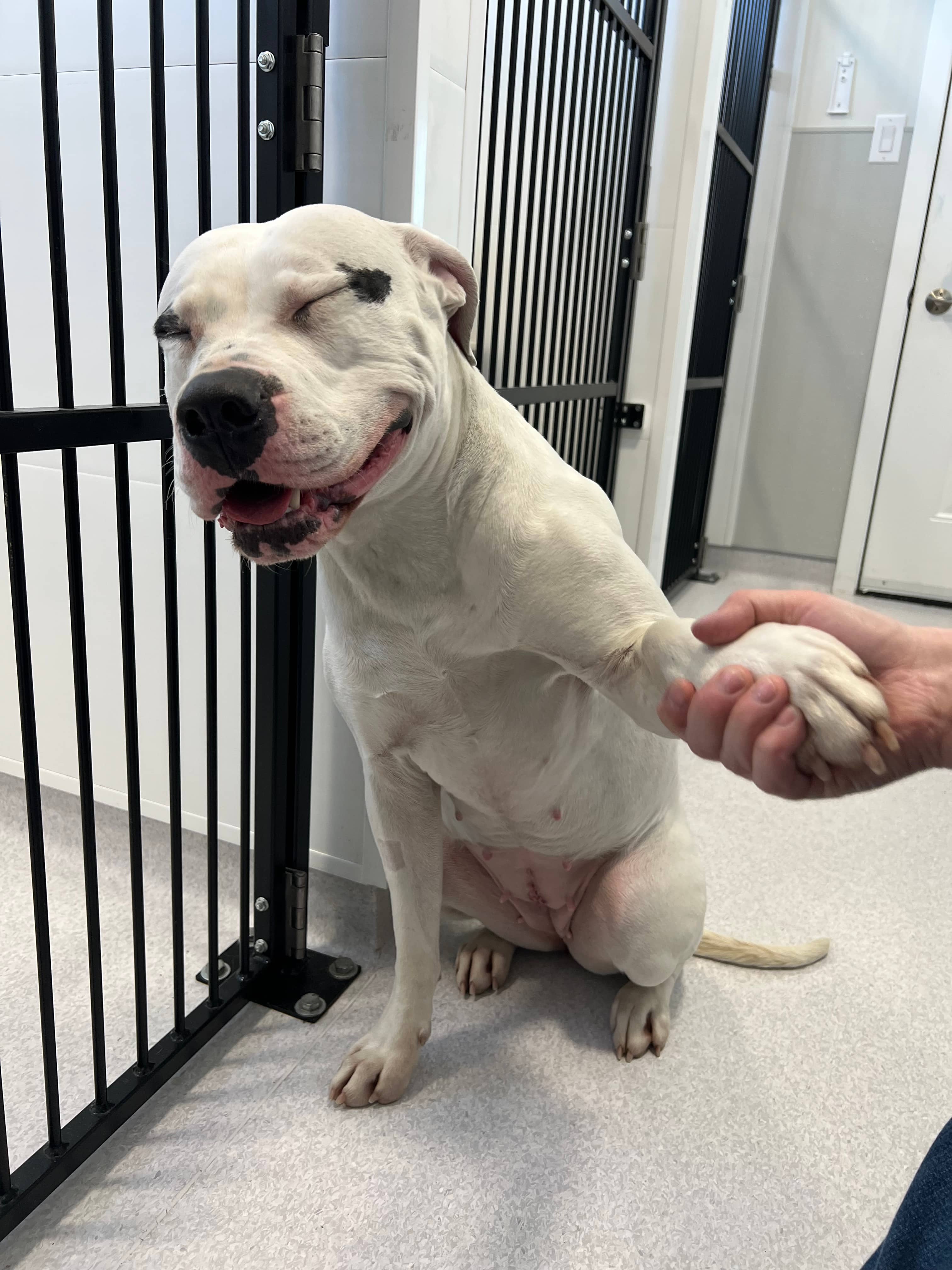 Athena - Cane Corso / American Bully available for adoption at Steinbach and Area Animal Rescue in Steinbach