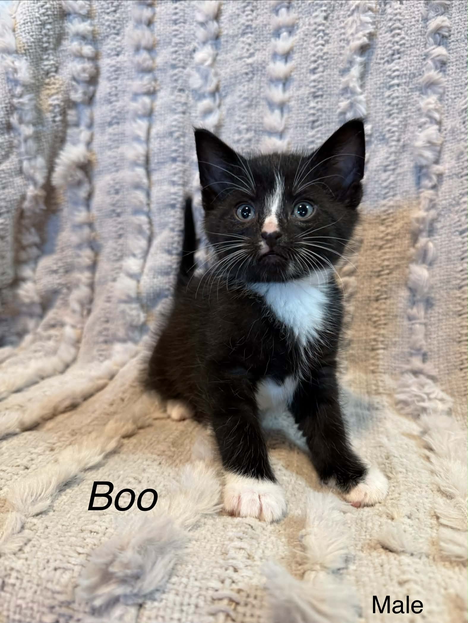 Boo - Domestic Short Hair cat available for adoption at Steinbach and Area Animal Rescue in Steinbach