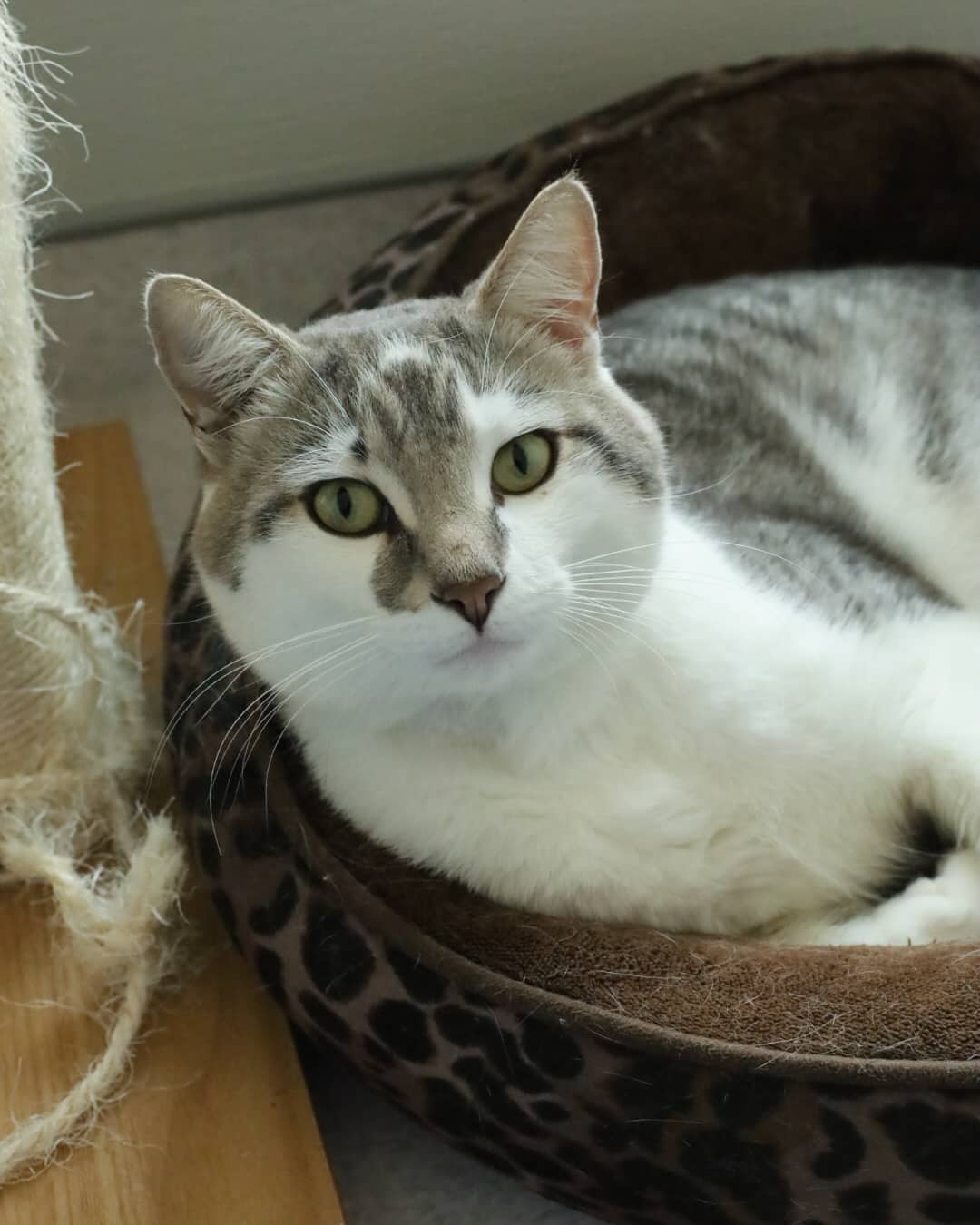 Tuna - Domestic Short Hair available for adoption