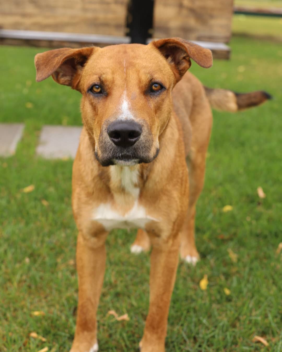 Theo - German Shepherd Dog / Labrador Retriever available for adoption