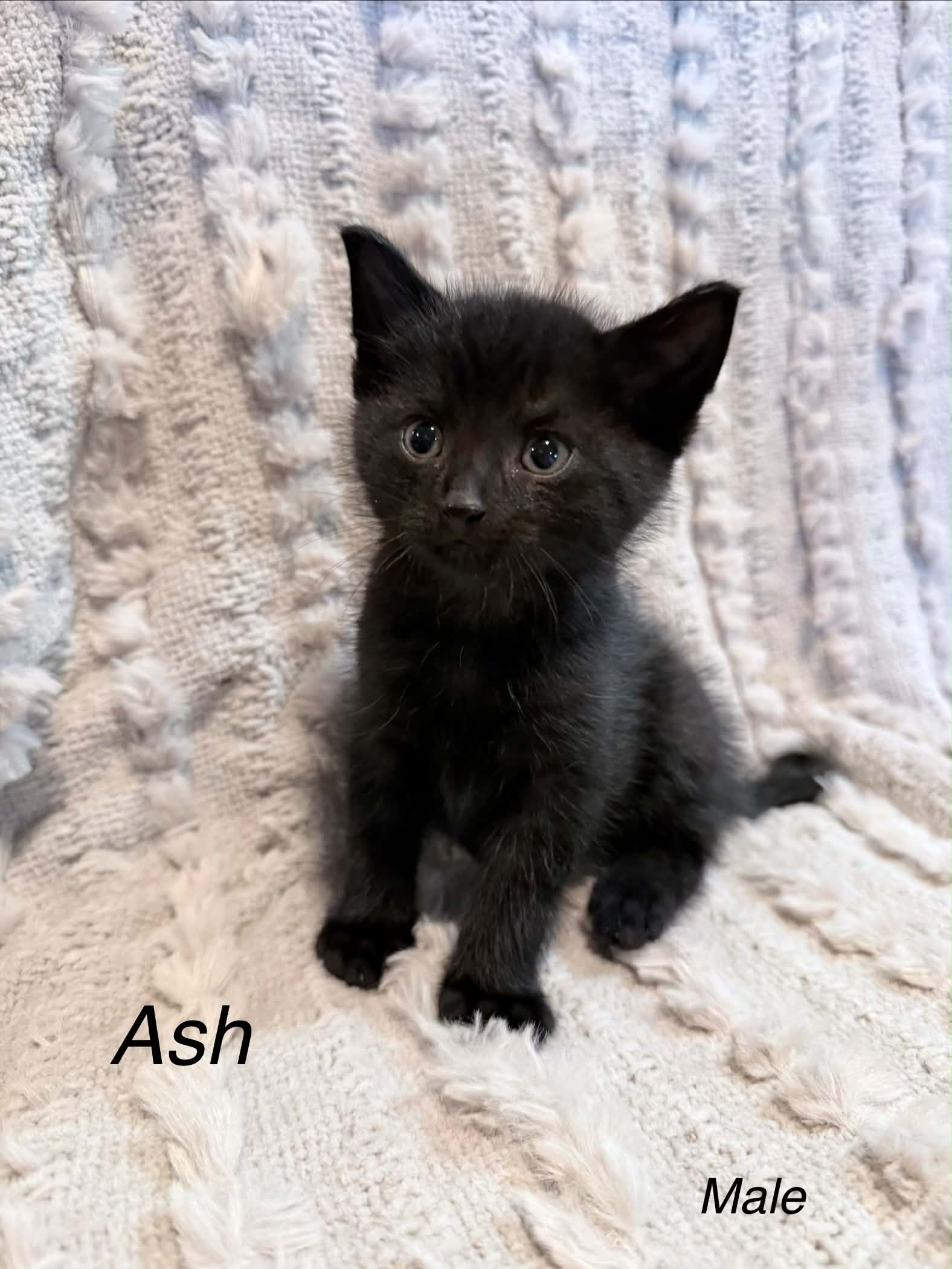 Ash - Domestic Short Hair cat available for adoption at Steinbach and Area Animal Rescue in Steinbach