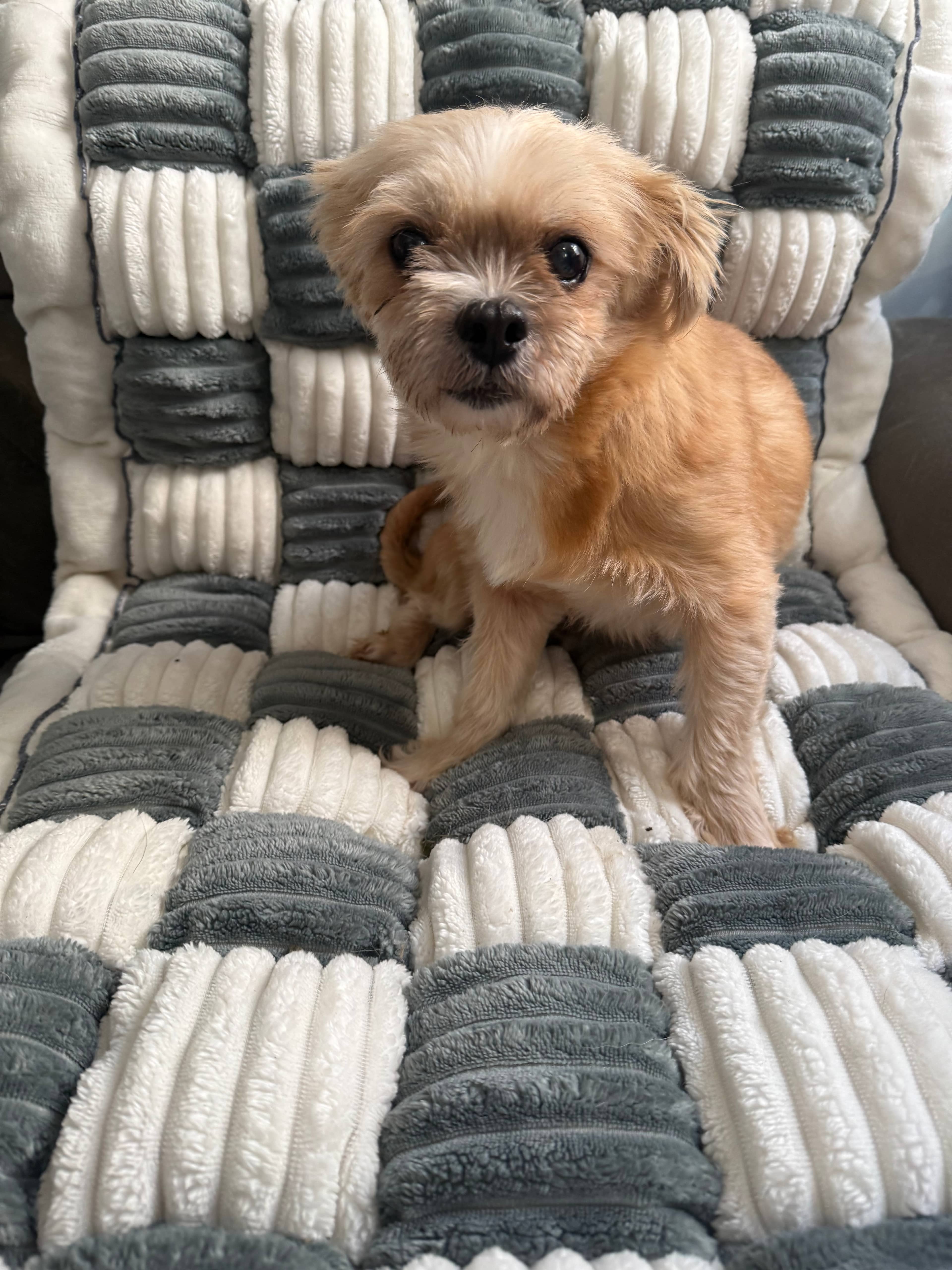 Cleo - Shih Tzu available for adoption at Ruff Start Animal Rescue in Airdrie