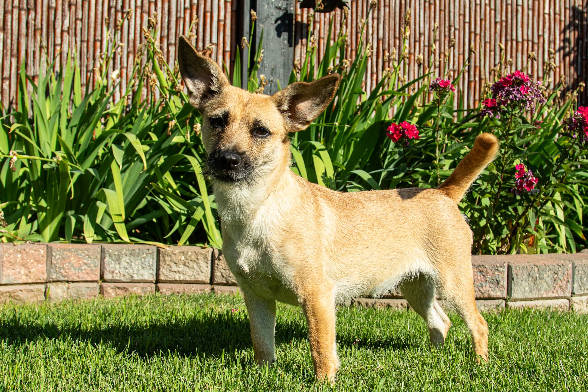 Roxy - Mixed Breed available for adoption