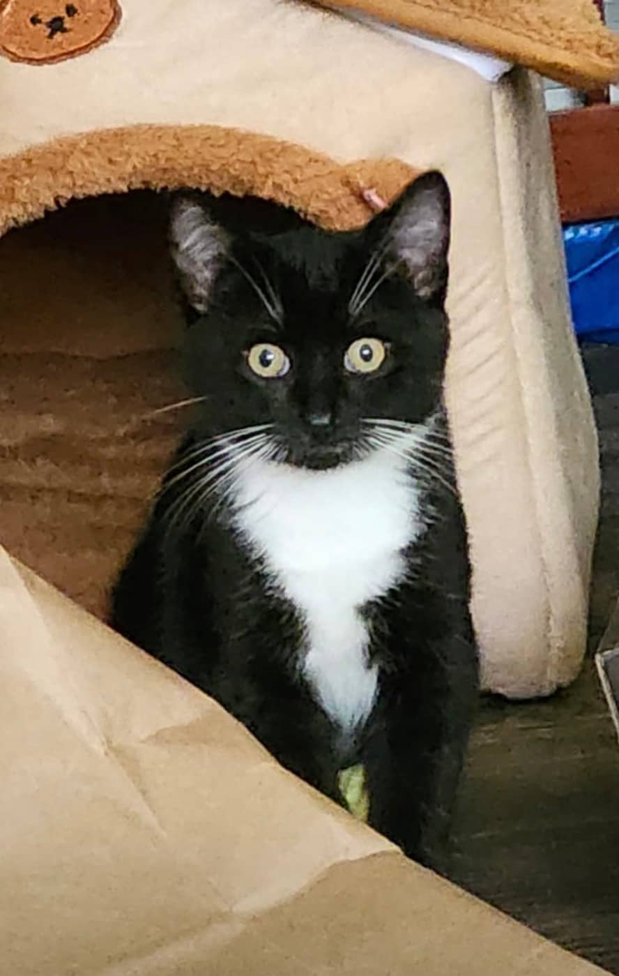 William - Domestic Short Hair cat available for adoption at Steinbach and Area Animal Rescue in Steinbach