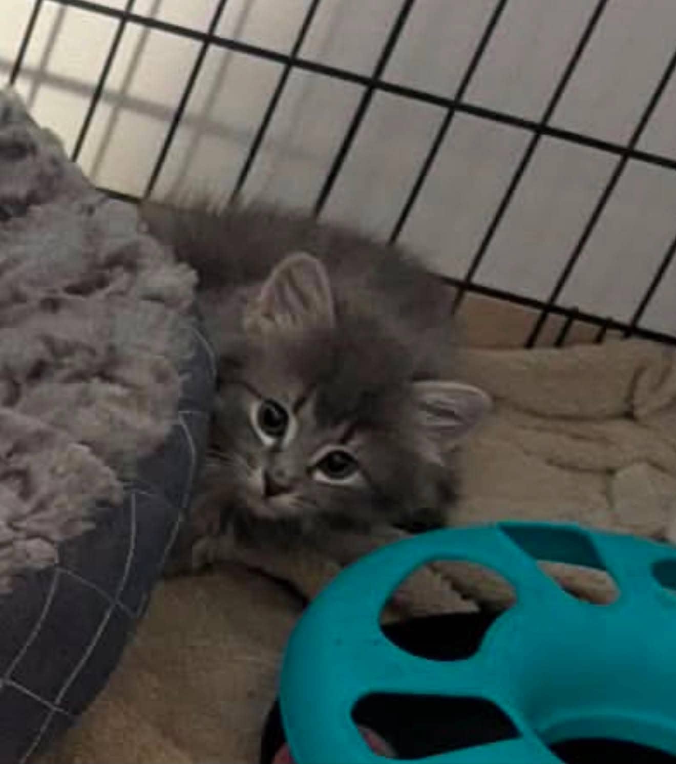 Nickie - Domestic Medium Hair available for adoption