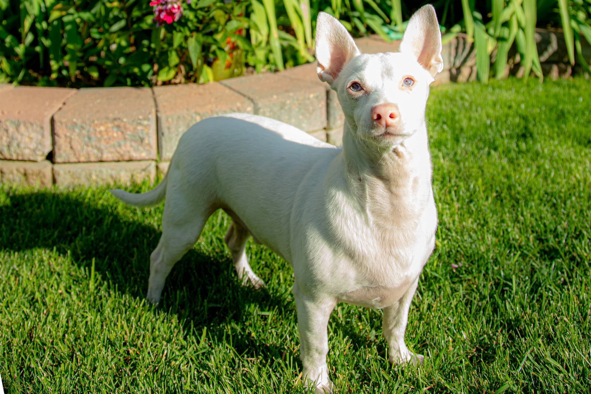Angel - Chihuahua available for adoption