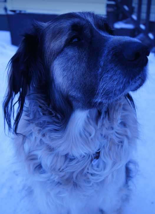 Jason - Shep X available for adoption