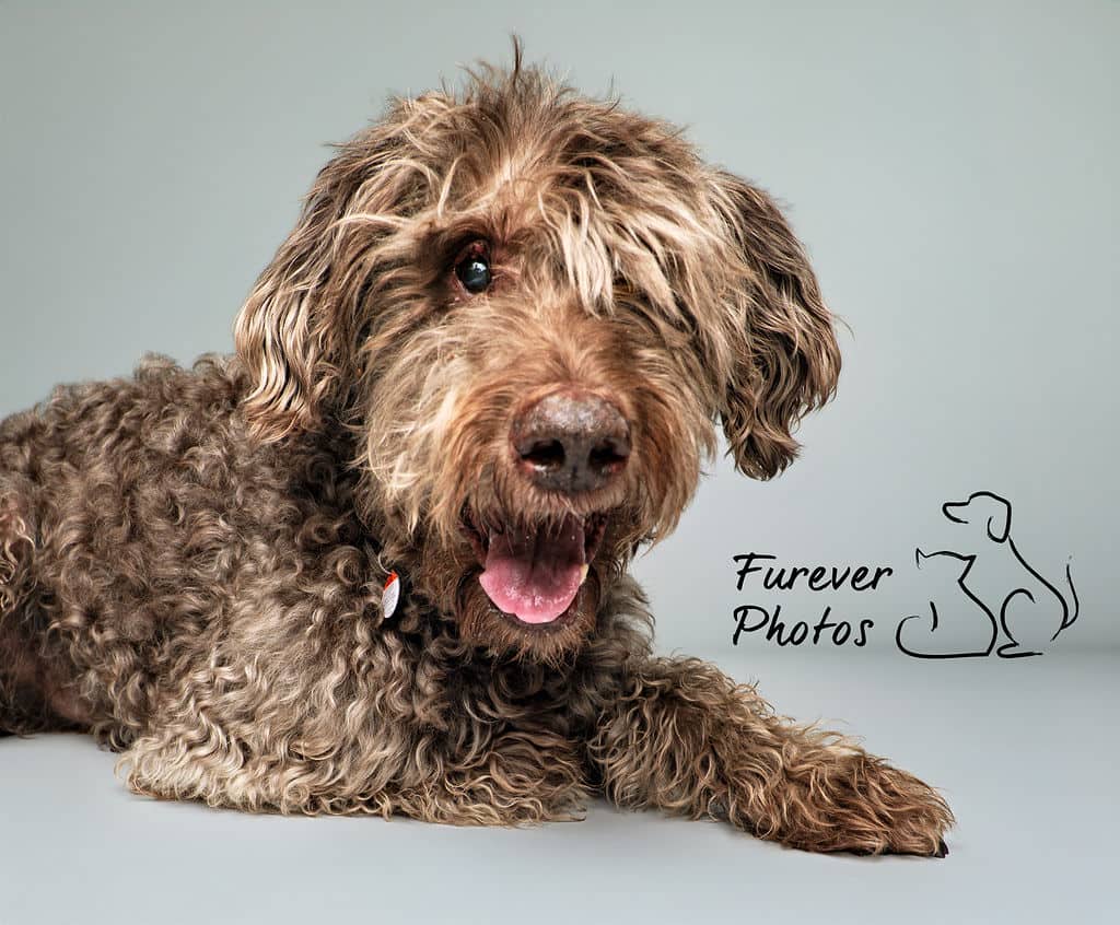 Jonas - Great Brown Goofadoodle (Doodle X) available for adoption at Greater Edmonton Animal Rescue Society in Edmonton (1 of 6)