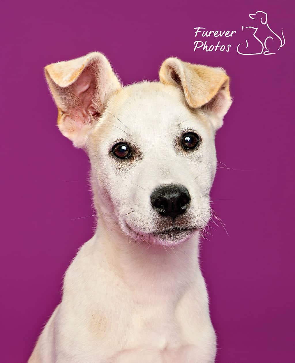 Billy Bob - Alberta Special (Shepherd X) available for adoption at Greater Edmonton Animal Rescue Society in Edmonton (1 of 6)