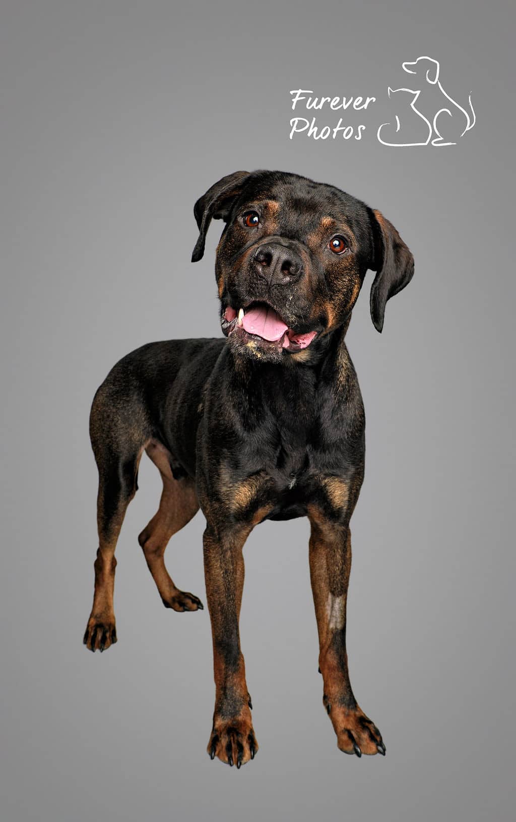 Andy - Adorable Snuggle Bug Extraordinaire available for adoption at Greater Edmonton Animal Rescue Society in Edmonton (1 of 6)
