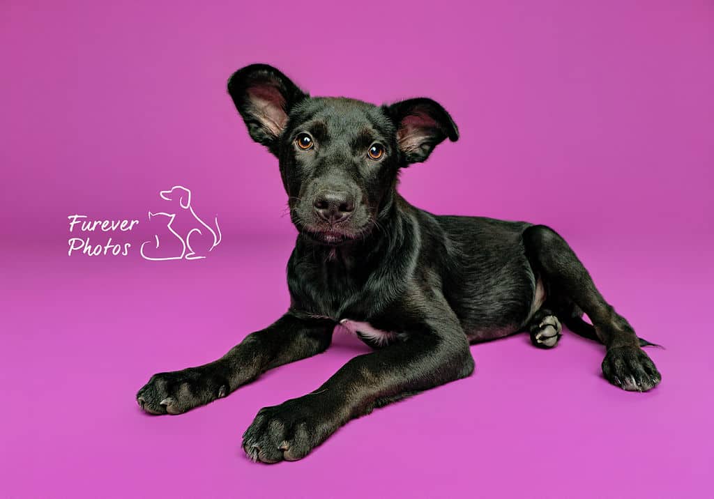 Knight - Shoe Guard (Lab X) available for adoption at Greater Edmonton Animal Rescue Society in Edmonton (1 of 6)
