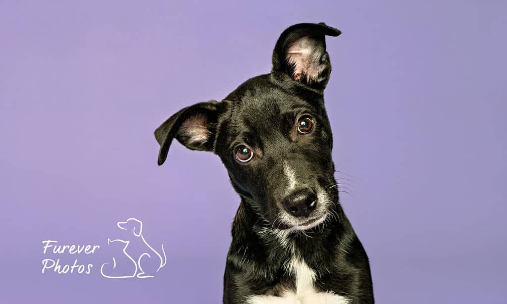 Bromley - Darling Diva (Lab X) available for adoption at Greater Edmonton Animal Rescue Society in Edmonton (1 of 6)