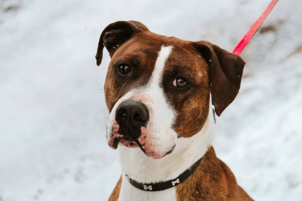 Riggs - Boxer Mix available for adoption at Etobicoke Humane Society in Toronto