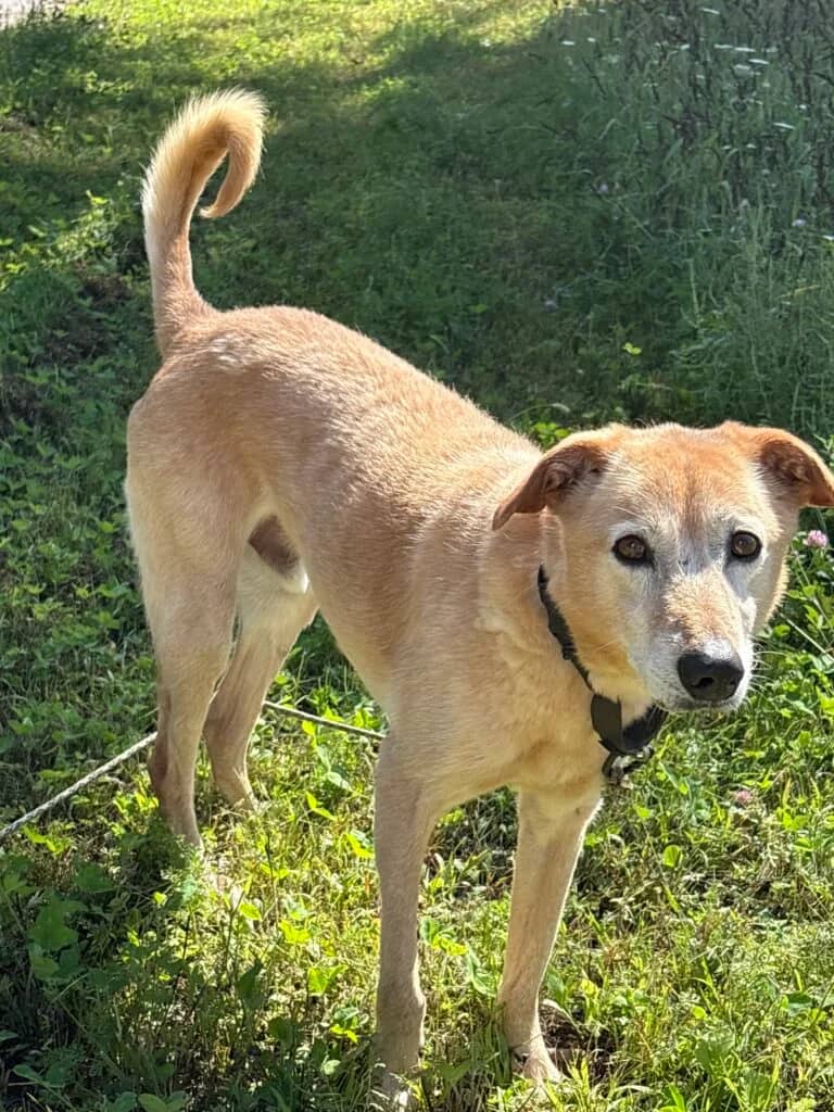 Hurry - Saluki Mix available for adoption at Etobicoke Humane Society in Toronto