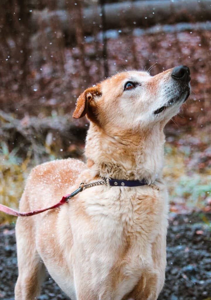 Hurry - Labrador/Saluki mix available for adoption at Etobicoke Humane Society in Toronto