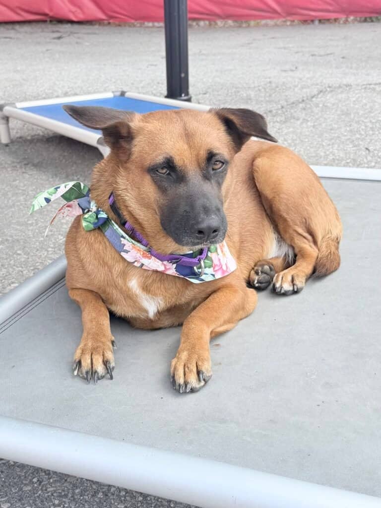 Mama - Potcake Mix available for adoption