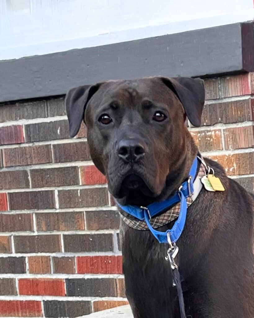 Jack - Lab/Bully Mix available for adoption