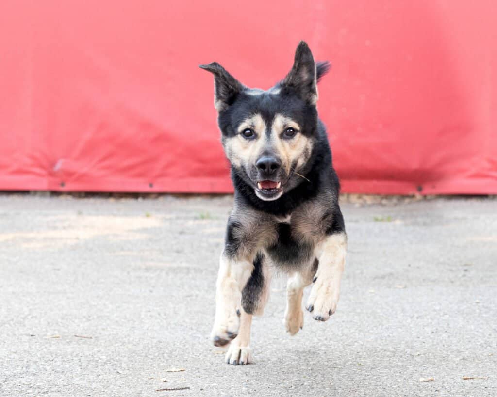 Corona - German Shepherd Mix available for adoption at Etobicoke Humane Society in Toronto