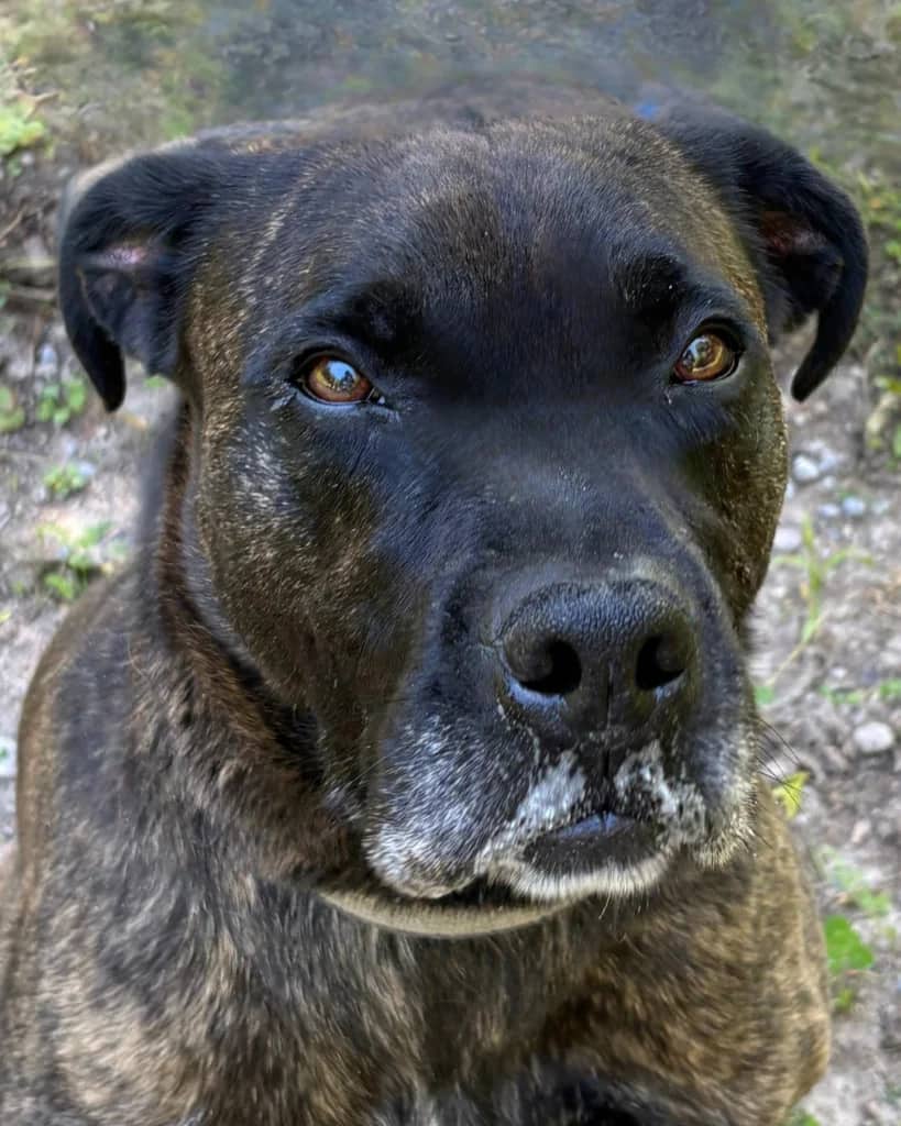 Max - Mastiff Mix available for adoption at Etobicoke Humane Society in Toronto