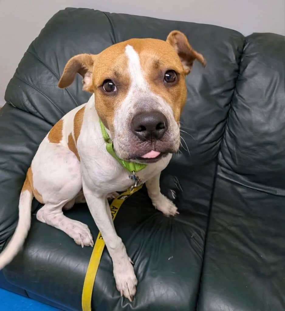 Marshall - Mixed Breed available for adoption