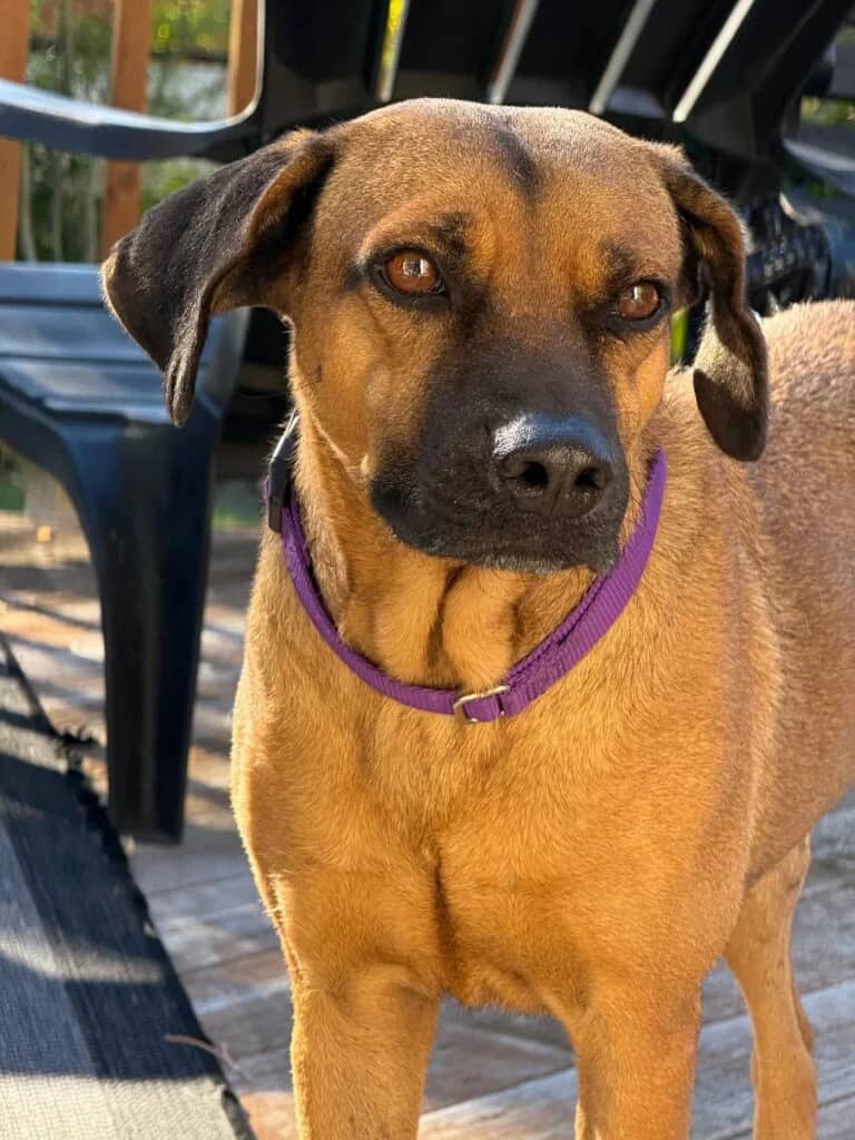 Benji - Mixed Breed available for adoption at Etobicoke Humane Society in Toronto
