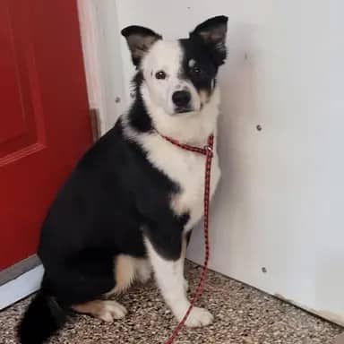 Macaroni - Healer Type available for adoption