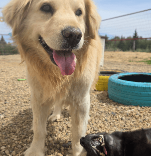Skids - Golden Mix available for adoption at Four Feet and a Heartbeat in Red Deer