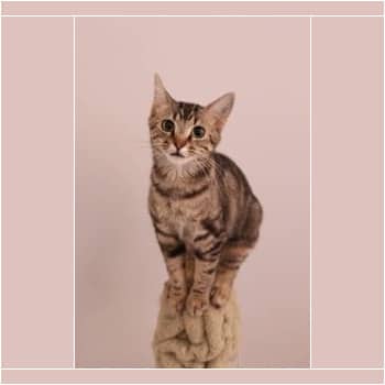 Louise - Domestic Shorthair cat available for adoption in Alberta