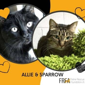 Allie and Sparrow - Domestic Shorthair cat available for adoption at Feline Rescue Foundation of Alberta in Calgary