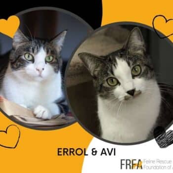 Errol &amp; Avi - Domestic Shorthair cat available for adoption in Alberta