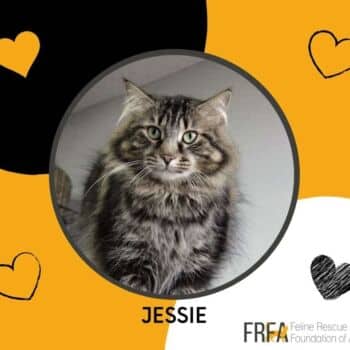 Jessie - Norwegian Forest cat available for adoption in Alberta