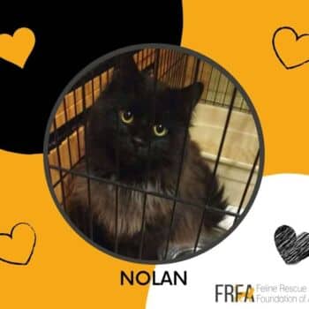 Nolan - Domestic Shorthair cat available for adoption at Feline Rescue Foundation of Alberta in Calgary