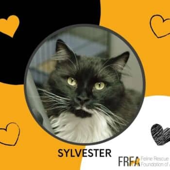 Sylvester - Domestic Shorthair cat available for adoption at Feline Rescue Foundation of Alberta in Calgary