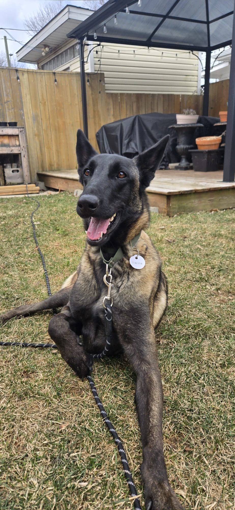 Hanna - Shepherd - Belgian Malinois & Mix available for adoption in Ontario
