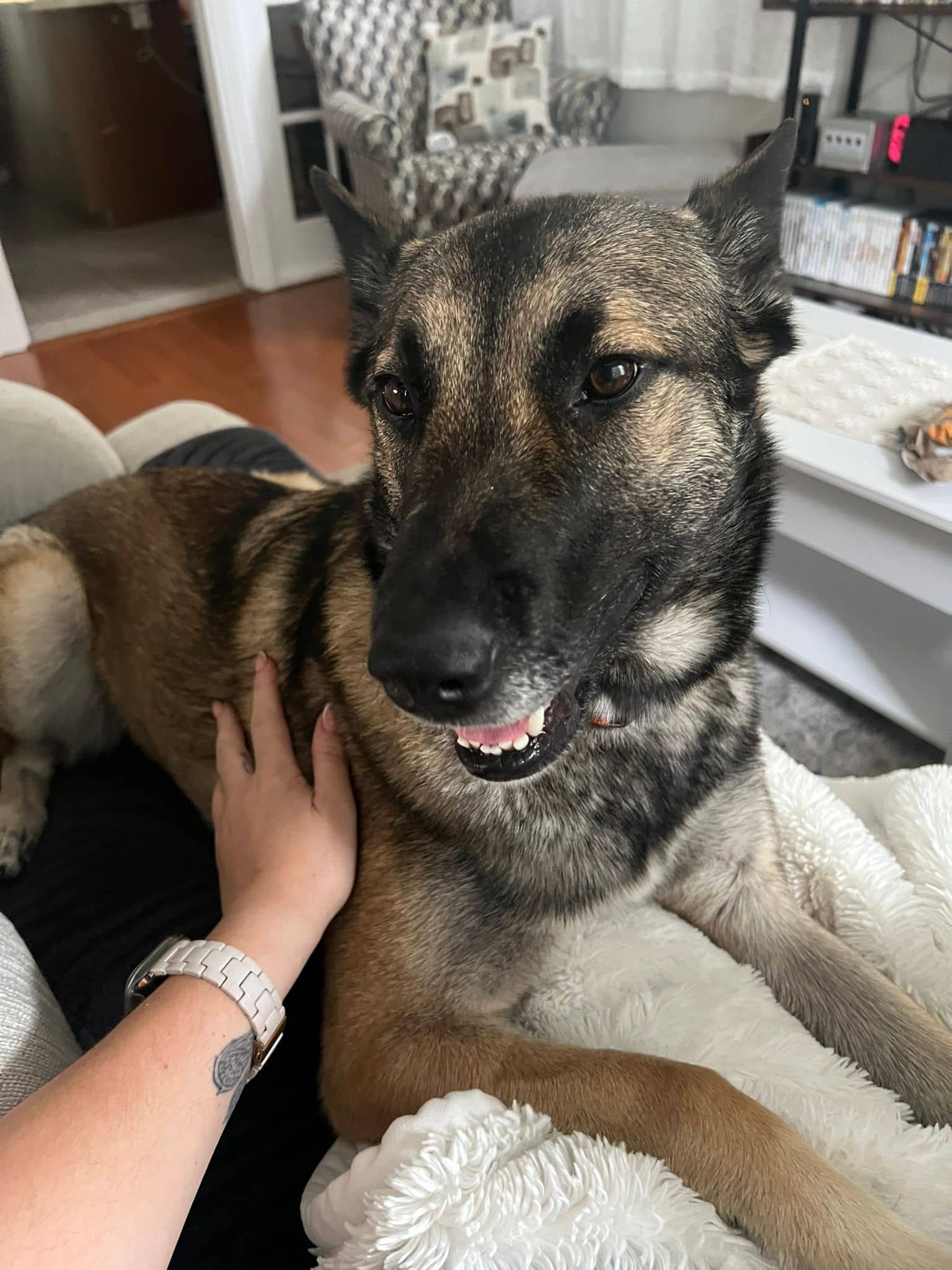 Nala - Shepherd - Belgian Malinois & Mix available for adoption at Full Circle Rescue in Toronto