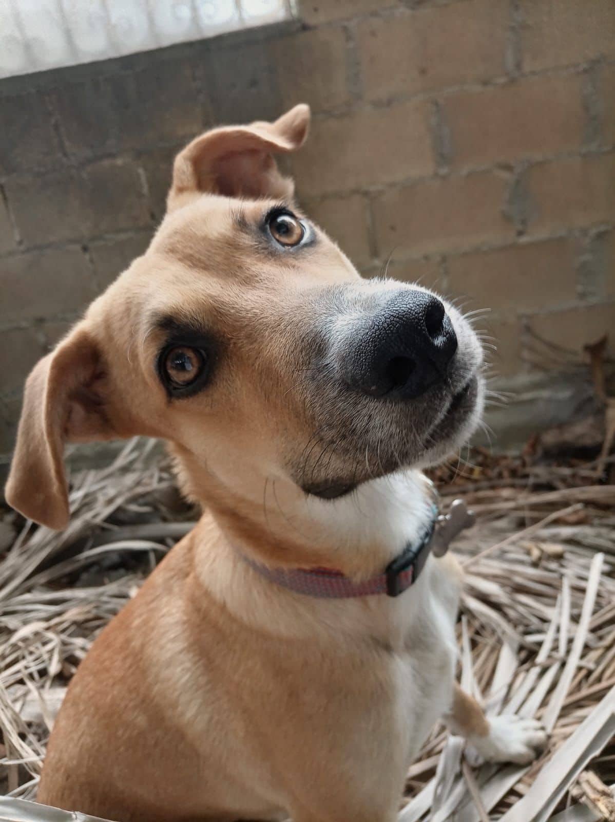 Nacho - Mixed Breed available for adoption at Full Circle Rescue in Toronto