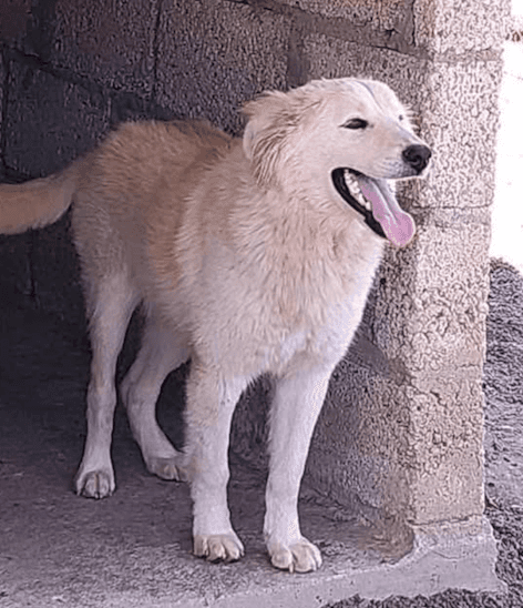 Mazapana - Mixed Breed available for adoption