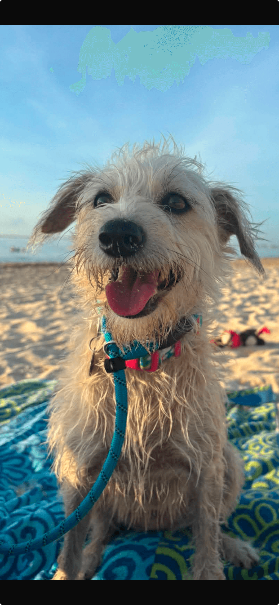 Honey - Terrier - Wirehaired & Mexi Mutt available for adoption at Full Circle Rescue in Toronto
